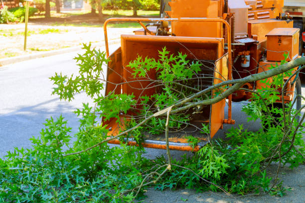 Best Palm Tree Trimming  in Colonial Beach, VA